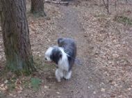 Behaving on her lead!!!!!!!!!!